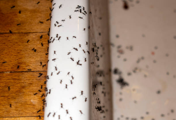 Reliable Anna, OH Pest Control Solutions